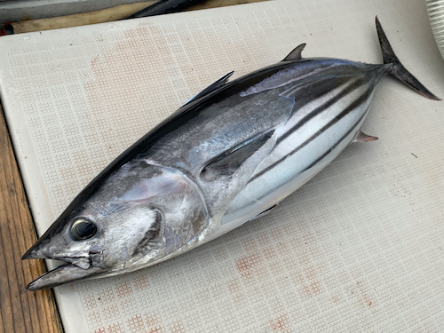 高知でカツオを食べるなら 月 カツオの旬とおすすめのお店を紹介 高知県公式 高知県のあれこれまとめサイト 高知家の