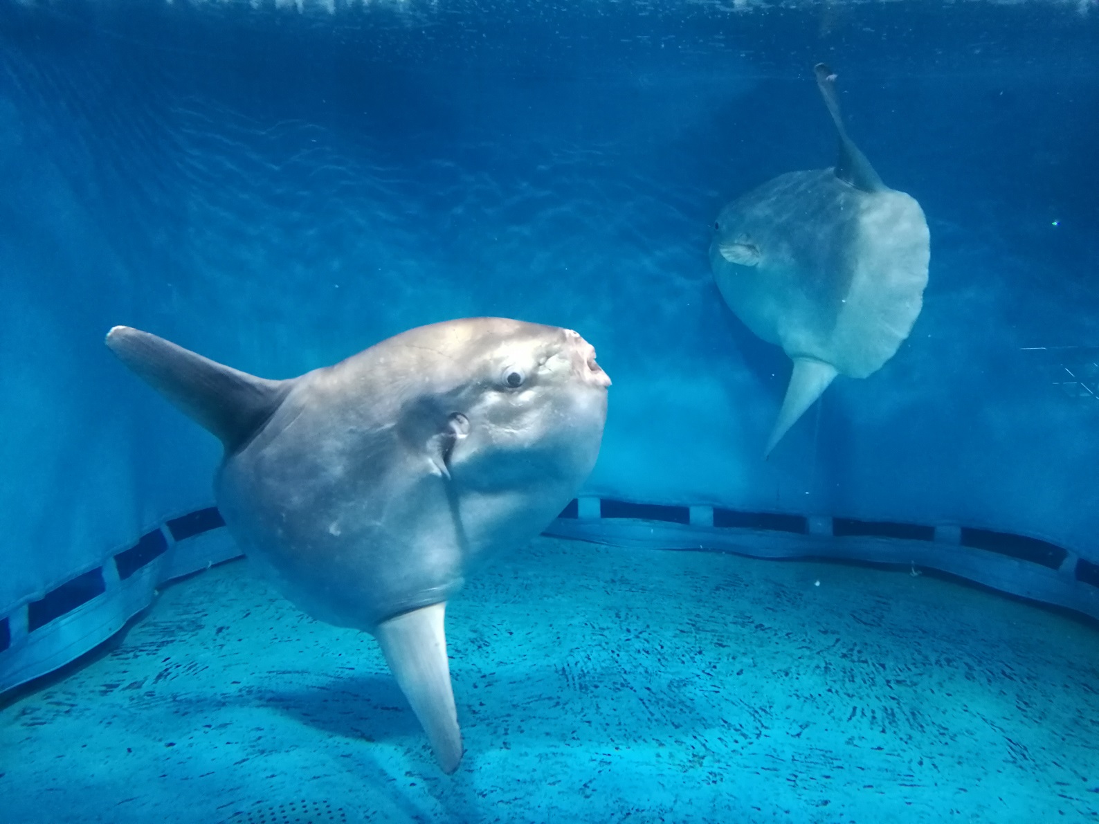 本気のマンボウ 見たことある 足摺海洋館でマンボウのスピードに驚愕 高知県公式 高知県のあれこれまとめサイト 高知家の