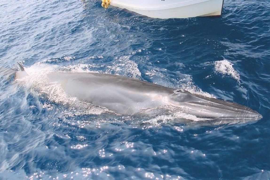 紺碧の土佐湾を優雅に泳ぐニタリクジラと群れなすイルカを愛でに行こう