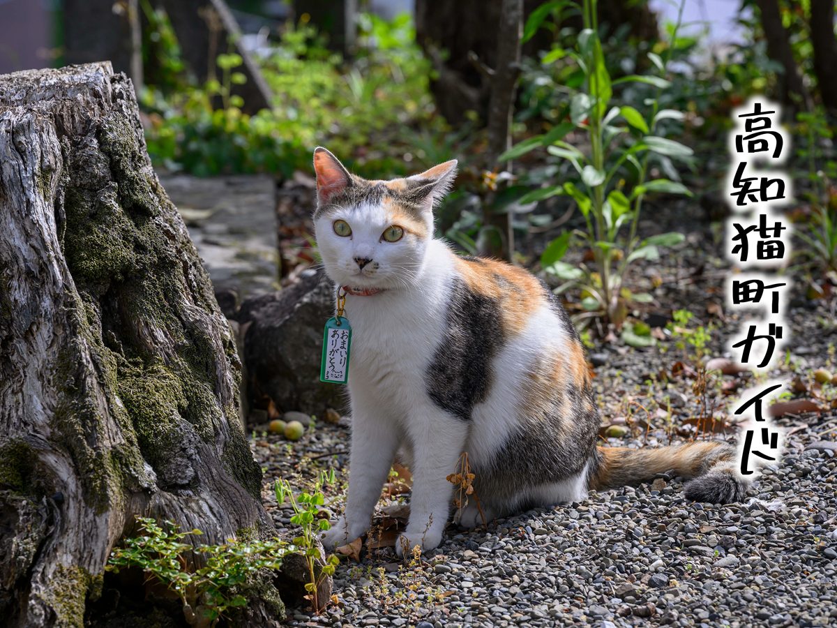 高知猫町ガイド】四万十川流域四万十市の中心エリアにある元気な商店街 