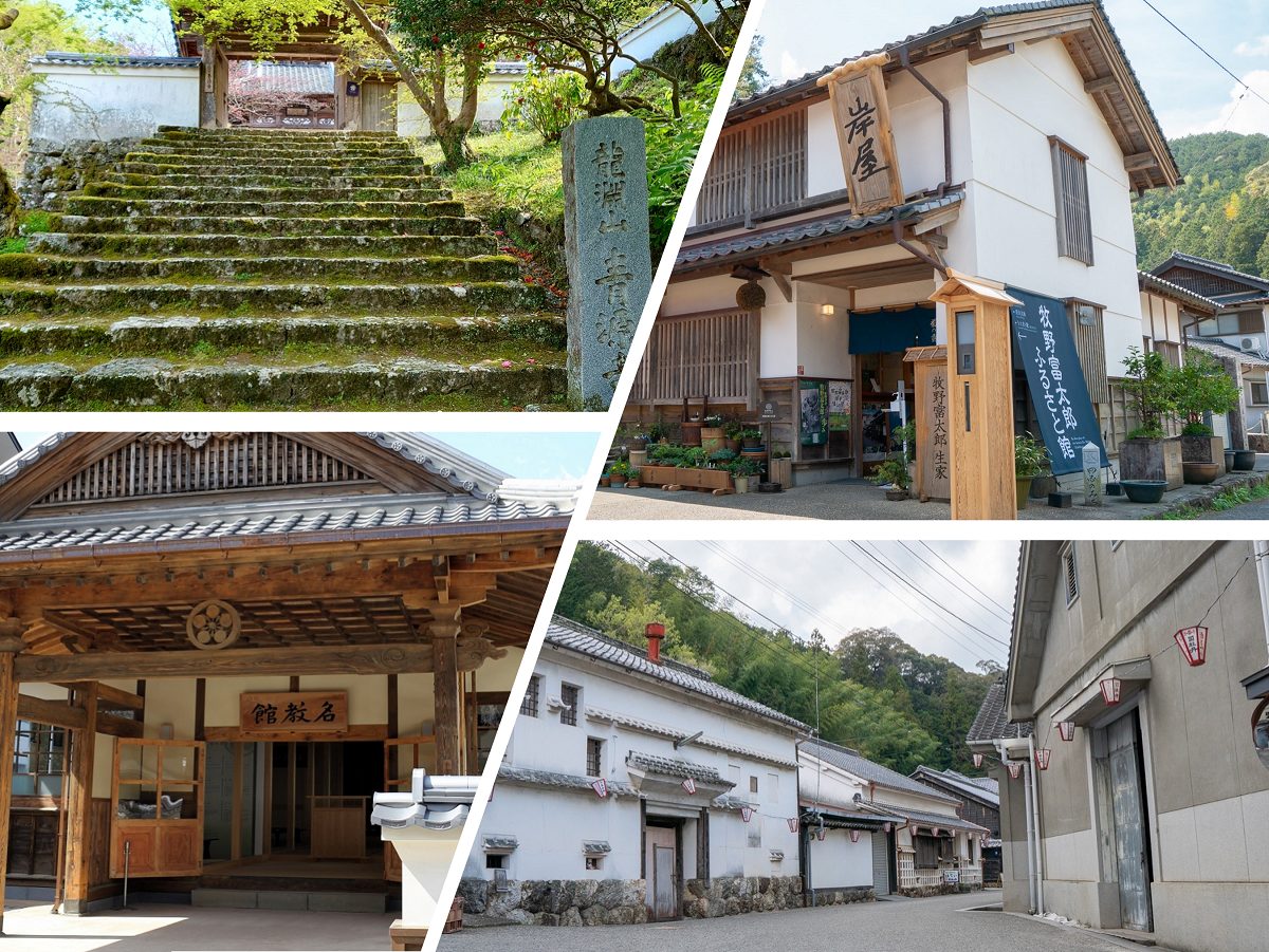 高知観光情報】植物博士 牧野富太郎の生まれ故郷・佐川町をご紹介！4月