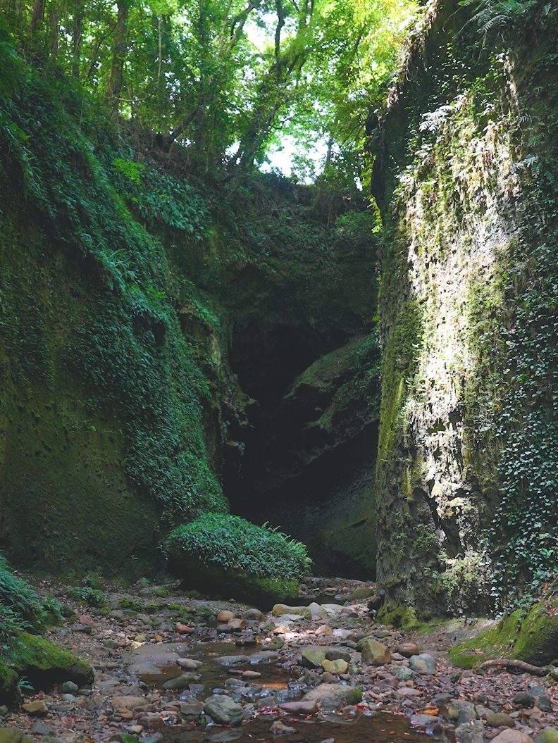 森の中の岩 AI 生成コンテンツは誤りを含む可能性があります。