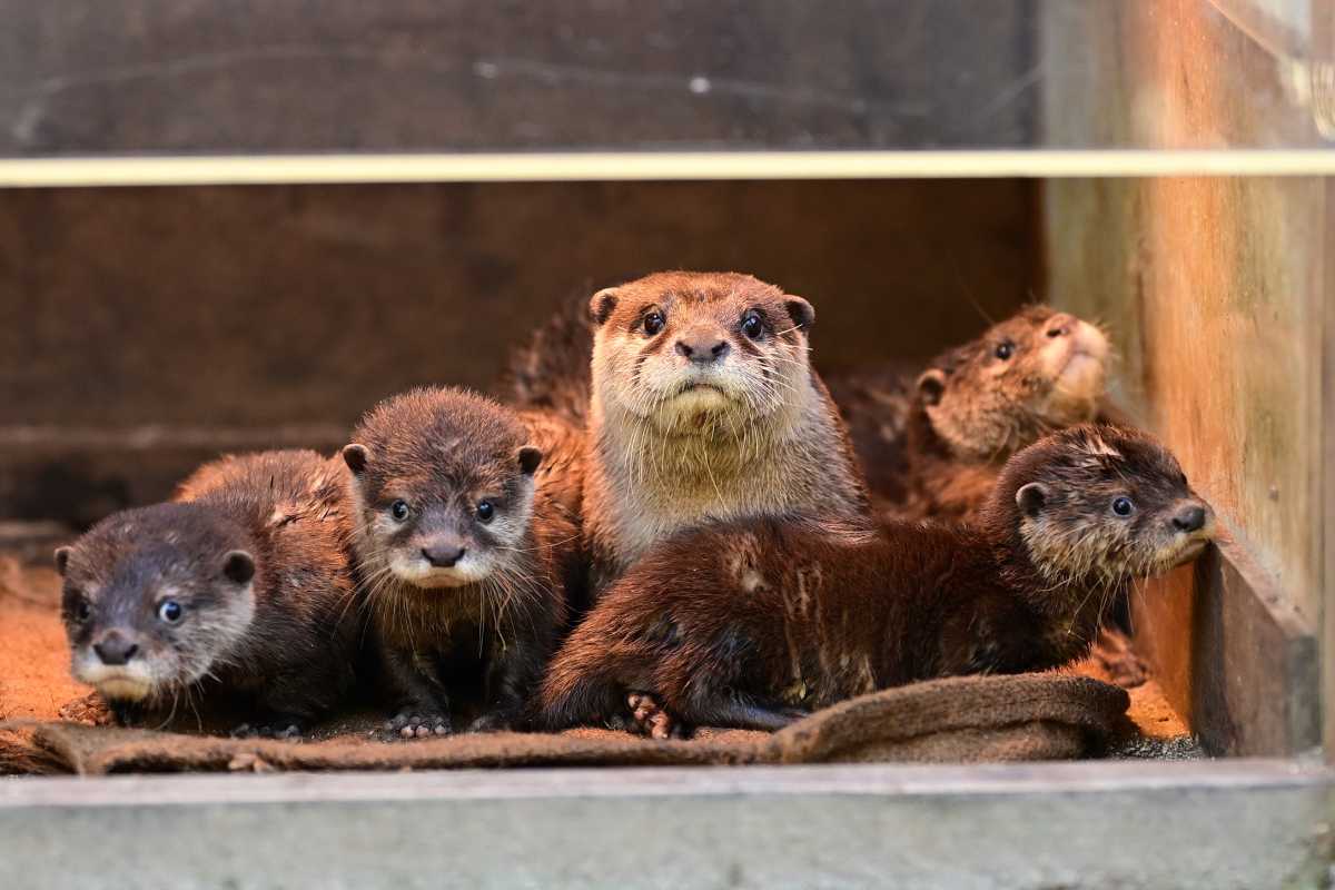 動物の顔 AI 生成コンテンツは誤りを含む可能性があります。