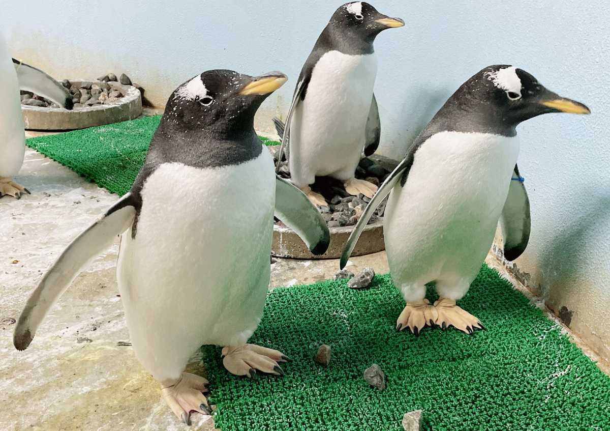 鳥のペンギン AI 生成コンテンツは誤りを含む可能性があります。